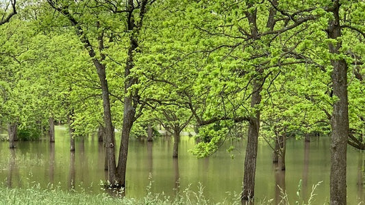 The Challenge of Flooding When Growing Pecans