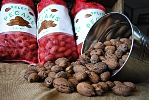 New Crop In-Shell Paper-Shell Pecans (Not Available in CA or AZ)